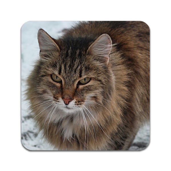 Glassunderlag (2-pakning): Sibirisk Katt, stilrene underlag med unike og livlige motiver