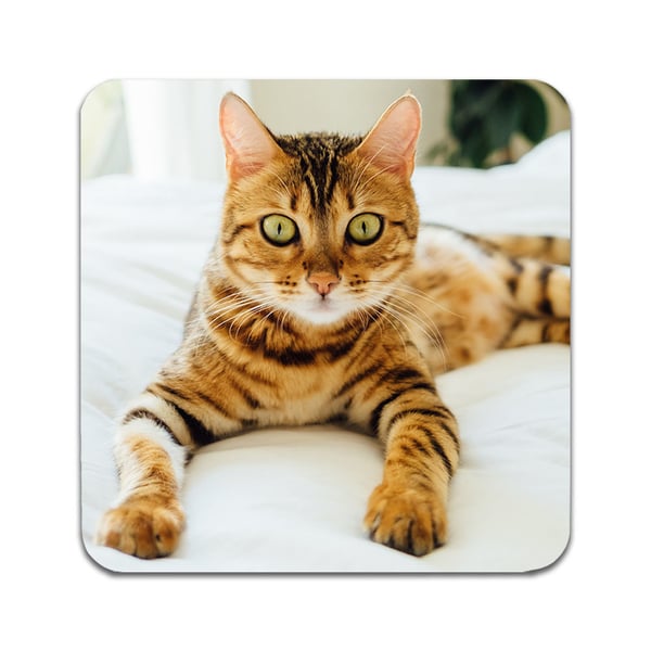 Glassunderlag (2-pakning): Katt Bengal, stilrene underlag med unike og livlige motiver