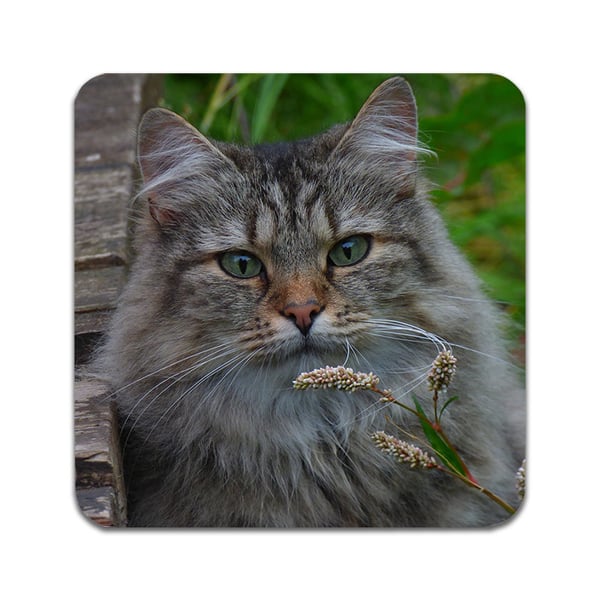 Lasinaluset (2 kpl): Norwegian Forest Cat, tyylikkäät aluset uniikeilla ja eloisilla kuvioilla