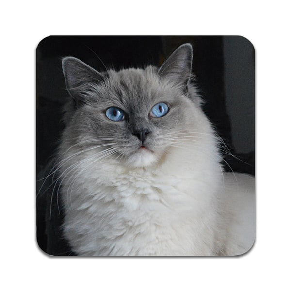 Glassunderlag (2-pakning): Katt Ragdoll, stilrene underlag med unike og livlige motiver