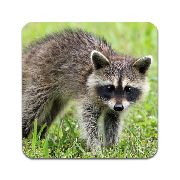 Lasinaluset (2 kpl): Raccoon, tyylikkäät aluset uniikeilla ja eloisilla kuvioilla