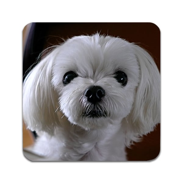 Lasinaluset (2 kpl): Maltese Dog, tyylikkäät aluset uniikeilla ja eloisilla kuvioilla