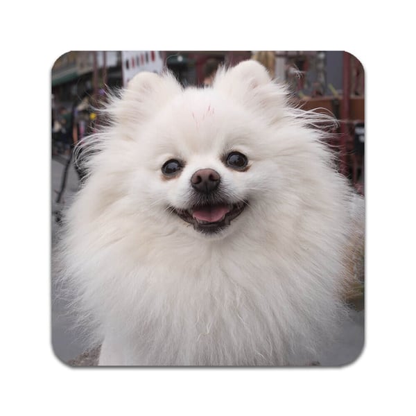 Glassunderlag (4-pakning): Hund Pomeranian, stilrene underlag med unike og livlige motiver