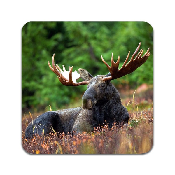 Glasbrikker (2-pak): Moose, stilrene bordskånere med unikke og levende motiver