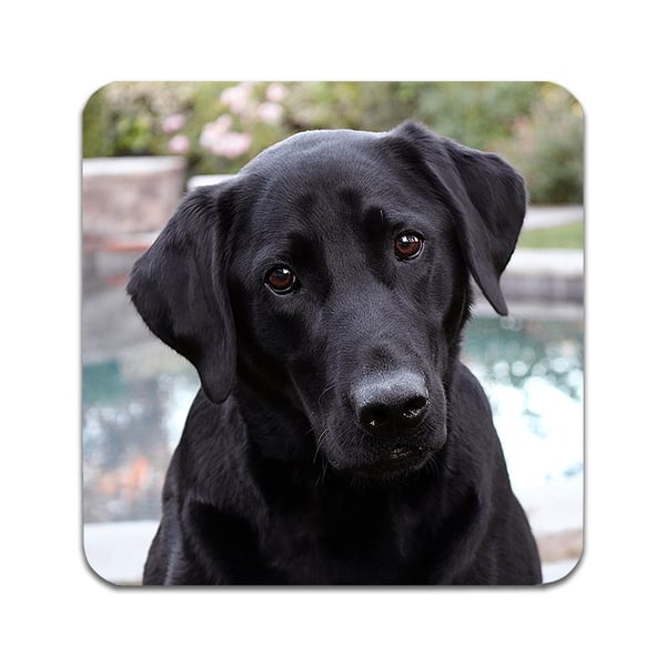 Glassunderlag (4-pakning): Hund Labrador, stilrene underlag med unike og livlige motiver