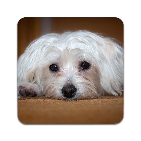 Glassunderlag (2-pakning): Hund Malteser, stilrene underlag med unike og livlige motiver