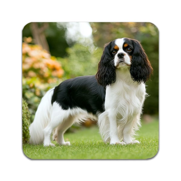 Glassunderlag (4-pakning): Hund Cavalier King Charles Spaniel, stilrene underlag med unike og livlige motiver
