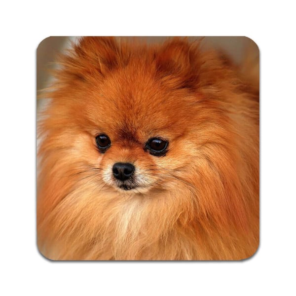Glassunderlag (4-pakning): Hund Pomeranian, stilrene underlag med unike og livlige motiver
