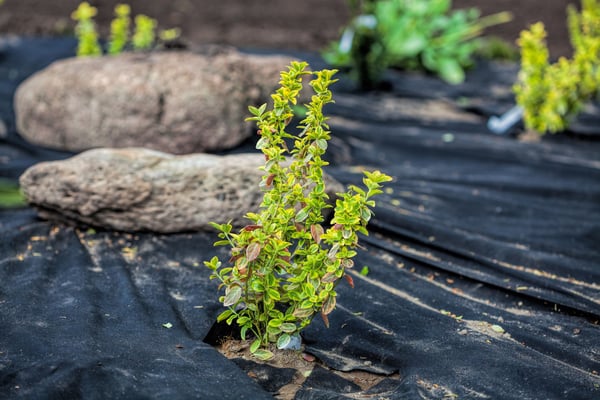110 m² Trädgårdsfleece Ogräsbekämpningstyg Ogräsduk Mulchduk Mulchduk 150 g/m² 1 m b.