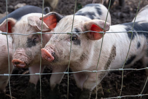 500 m Viltstängsel Skogsstängsel Knutstängsel Trådstängsel 100/15/15 Kraftigt