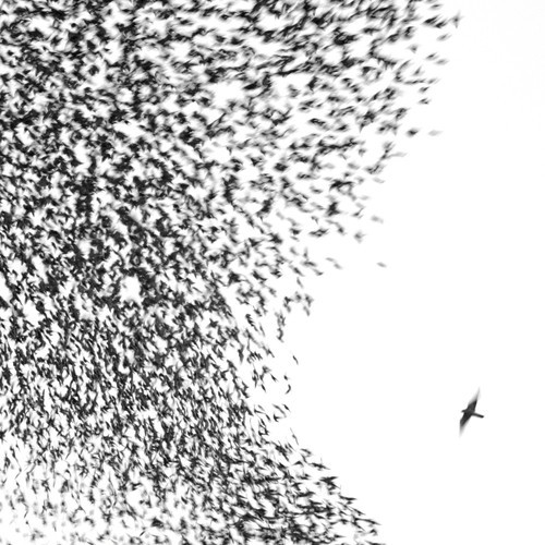 Wilco - Sky Blue Sky (LP)