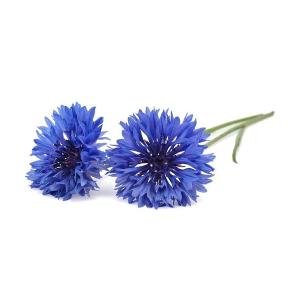 Click & Grow - Smart Garden Refill 3-pack Kornblomma
