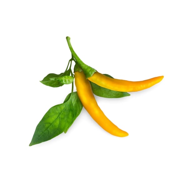 Click & Grow Smart Garden Refill 3-pakning gul chilipepper