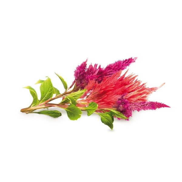 Click & Grow Smart Garden Refill 3-pack celosior