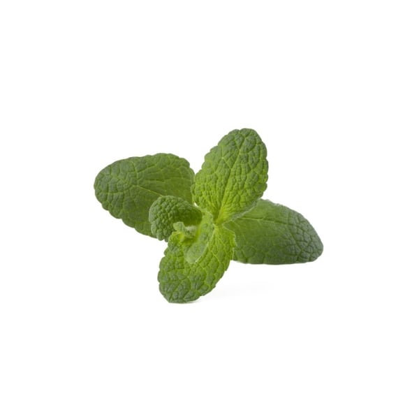 Click & Grow Smart Garden Refill 3-pak - Apple Mint (SGR79X3)