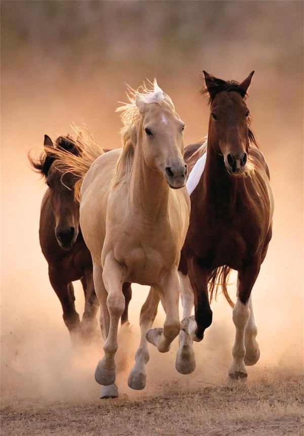 Clementoni 1000 stk CB Collection Running Horses av høy kvalitet