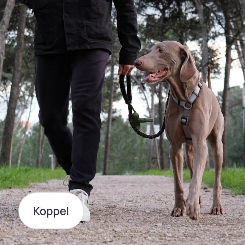 Koppel