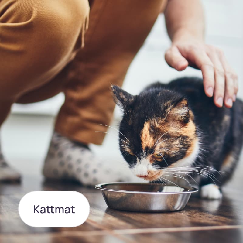 Kattmat