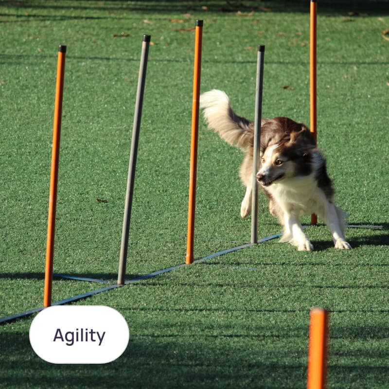Agility