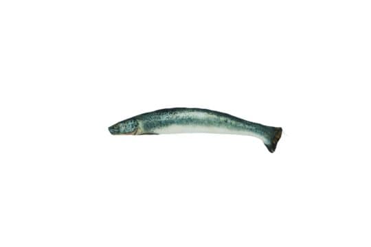 Totally Hooked Salmon - Denna naturtro fisk är tillverkad av mjuk bomull och fylld med Madnip - 12 stycken
