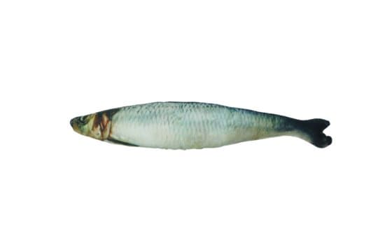 Helt krokad sill - Denna naturtro fisk är tillverkad av mjuk bomull och fylld med Madnip - 12 stycken