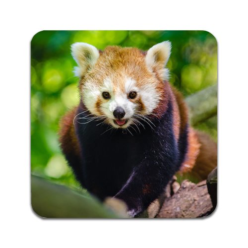 Bild av 2 ST Röd Panda Underlägg