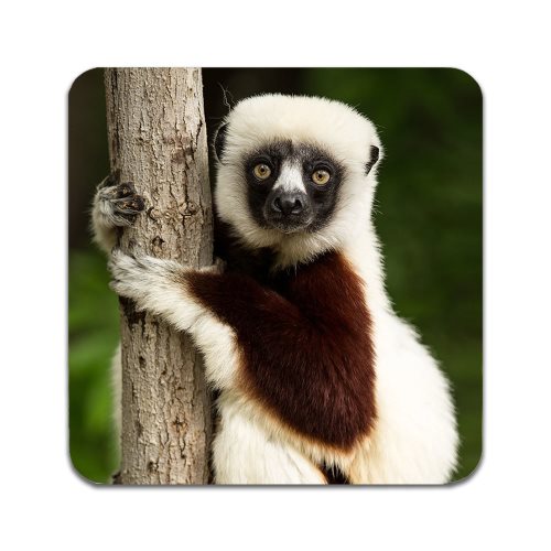 Bild av 2 ST Lemur Underlägg