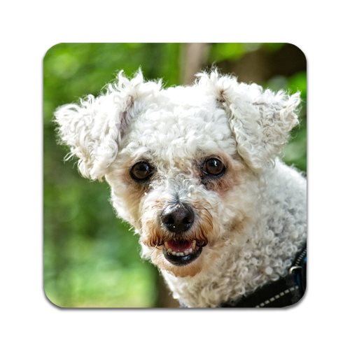 Bild av 2 ST Hund Bichon Frise Underlägg