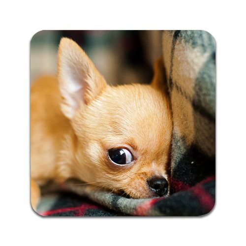 Bild av 2 ST Hund Chihuahua Valp Underlägg