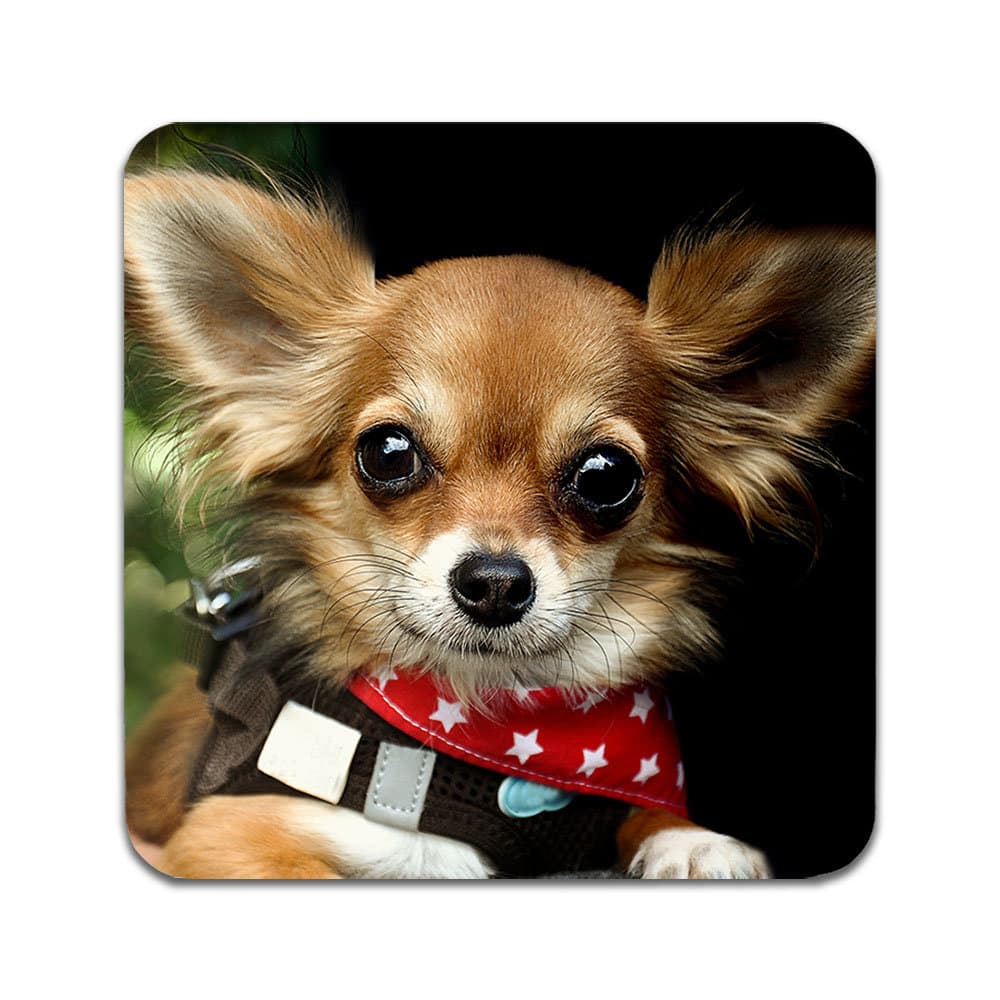 4 ST Hund Chihuahua Underlägg