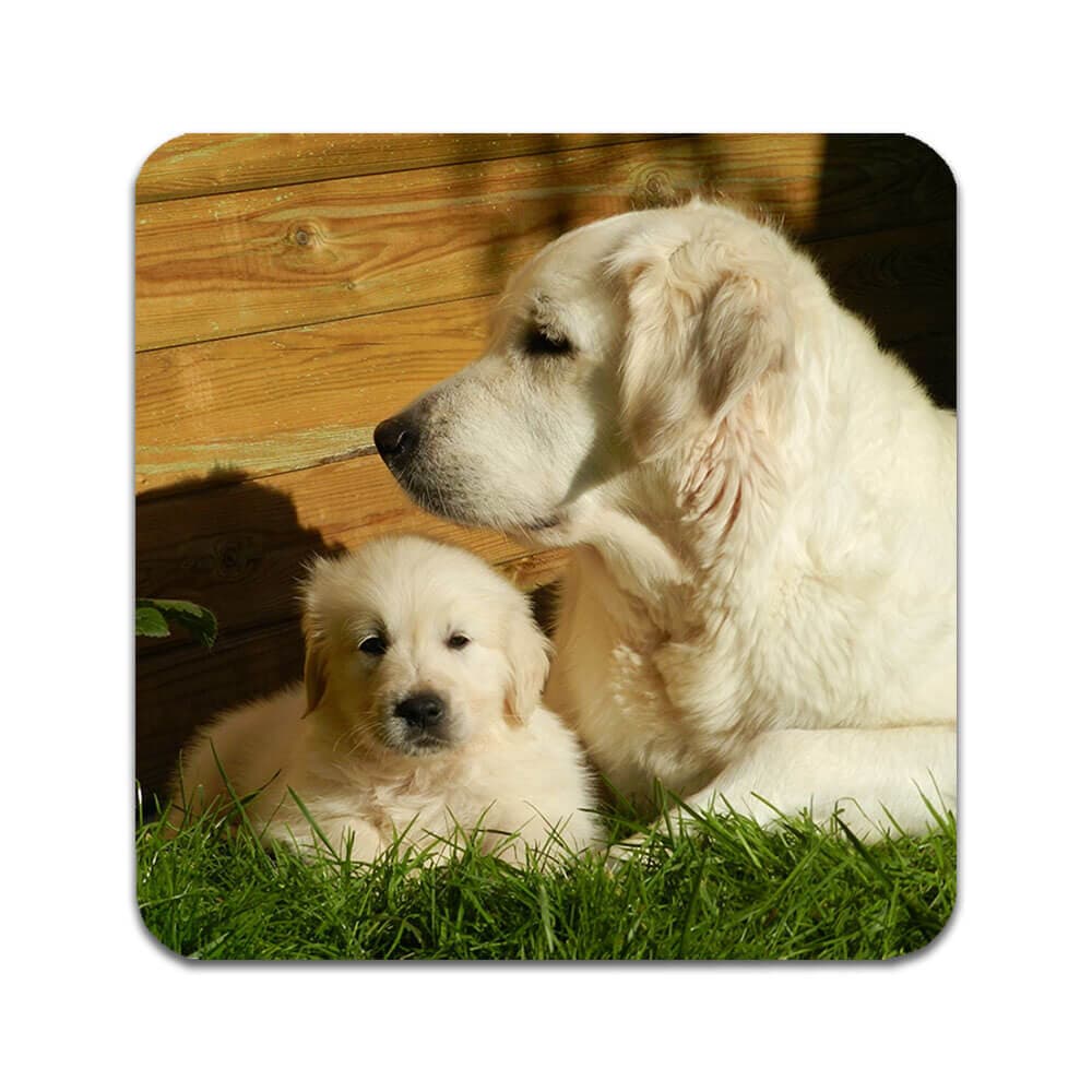 4 ST Hund Golden Retriever Underlägg