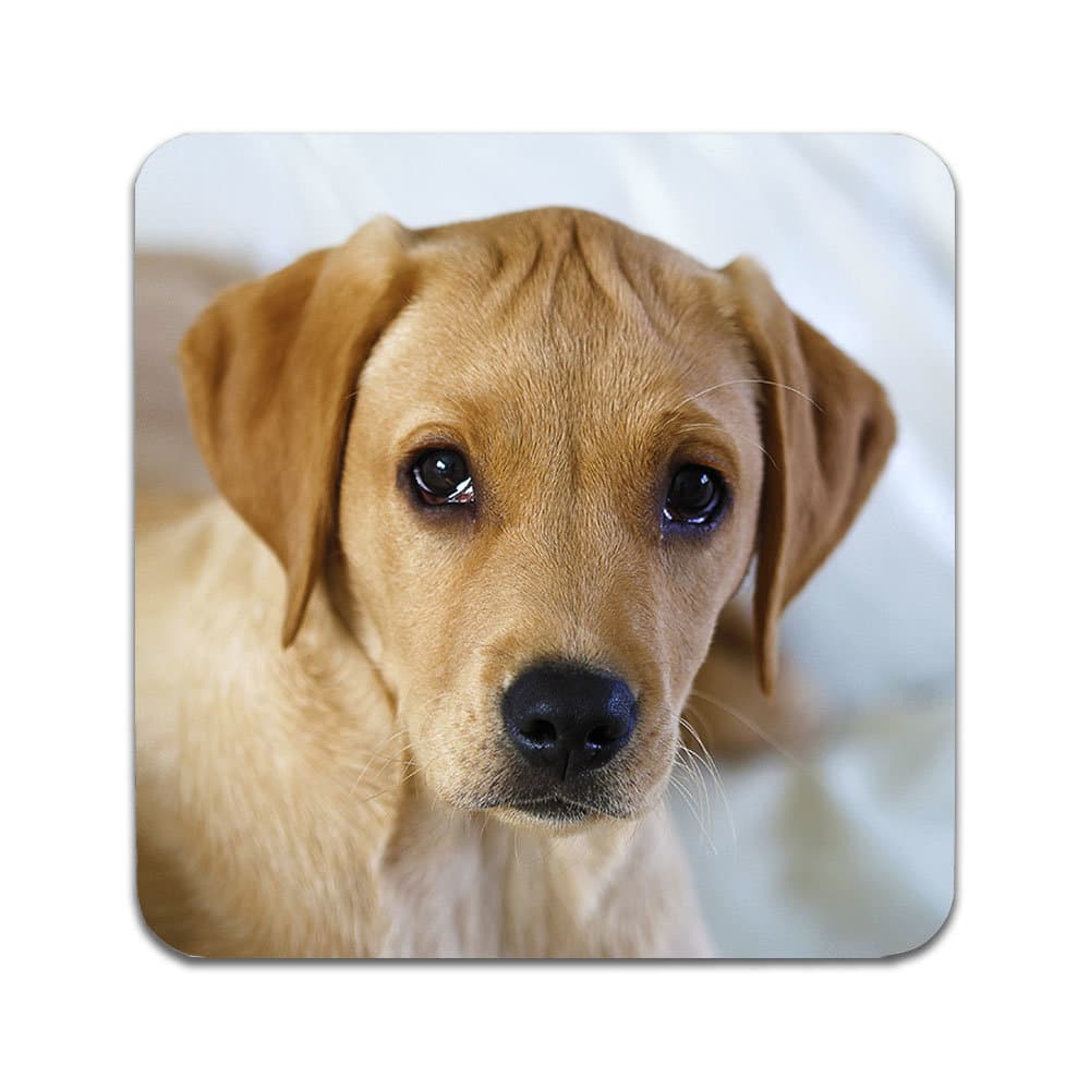 4 ST Hund Labrador Underlägg