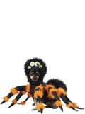 Miniatyrbillede 1 af 6: Edderkoppekostume til hunde
