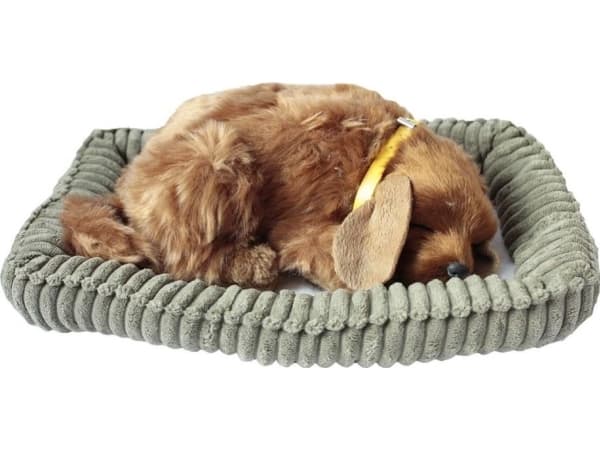Askato Sleepy dog on the Golden pillow