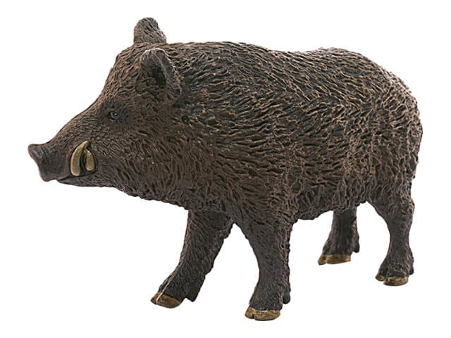 Wild boar