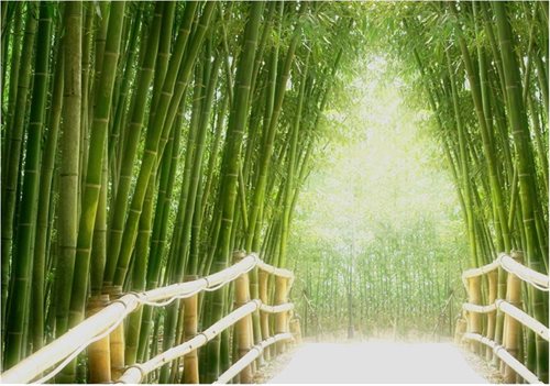 Bild av Fleece Fototapet Bamboo Walk - en kvalitetstapet till marknads bästa pris!