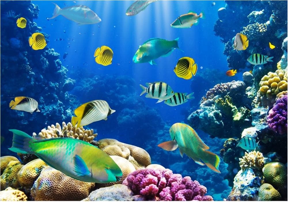 Fleece Fototapet Underwater World - en kvalitetstapet till marknads bästa pris!