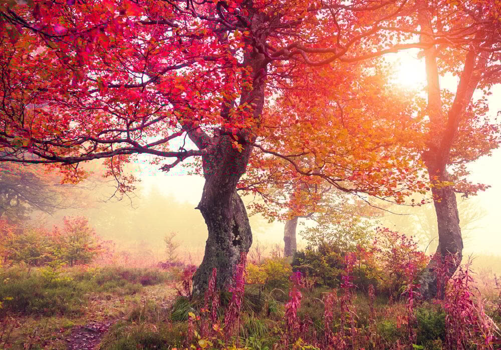 Foto Tapet Autumn Tree - en kvalitetstapet till marknads bästa pris!