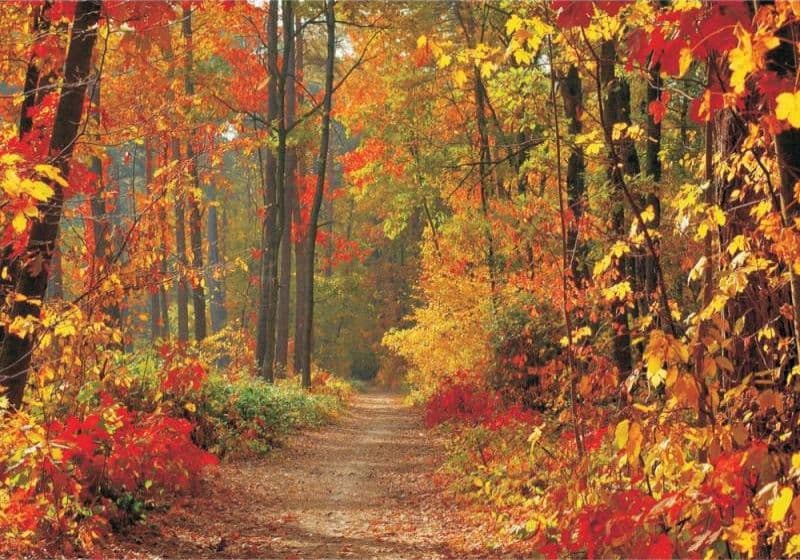 Fototapet Autumn Forest Path, 400 x 280 cm