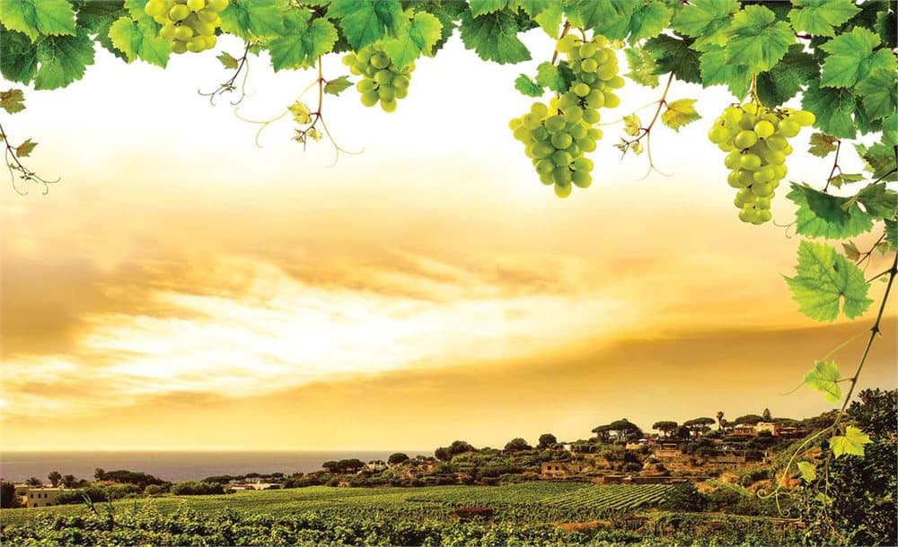 Fototapet Sunset Grapes Grape Vine Nature