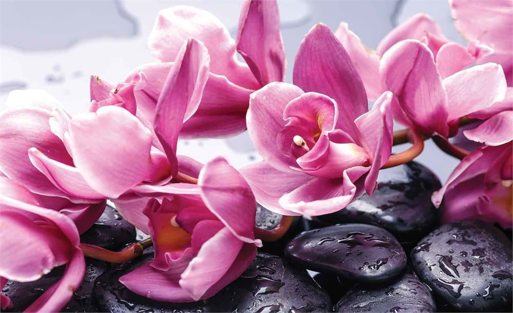 Fototapet Flowers Orchids Stones Zen