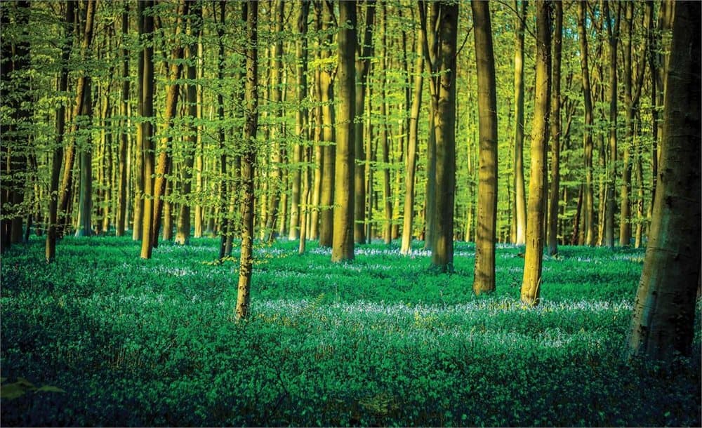 Fototapet Forest Woods