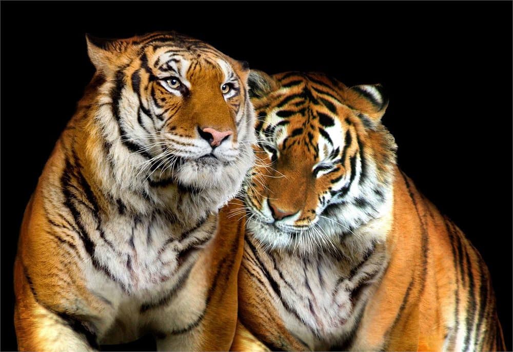 Fototapet Tigers
