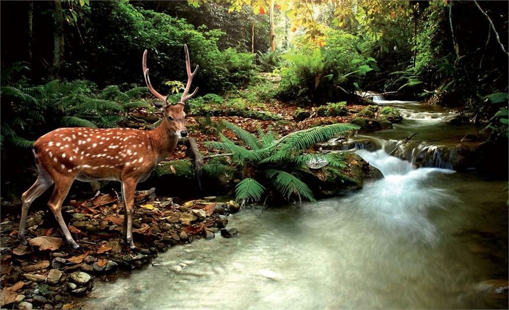 Fototapet Deer in Forest