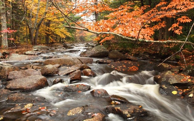 Fototapet Forest Stream in Fall - en nonwoven tapet till marknads bästa pris!