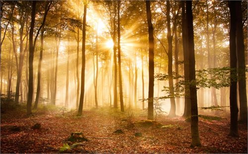 Bild av Nonwoven Fototapet Morning Forest - en kvalitetstapet till marknads bästa pris!