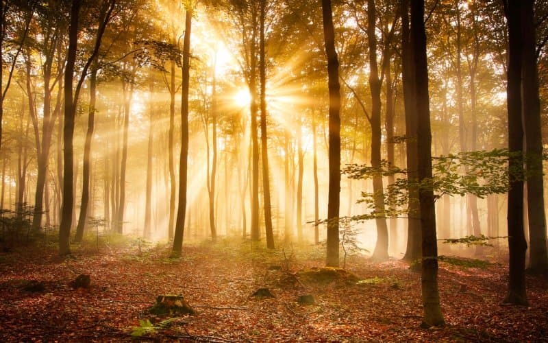 Nonwoven Fototapet Morning Forest - en kvalitetstapet till marknads bästa pris!