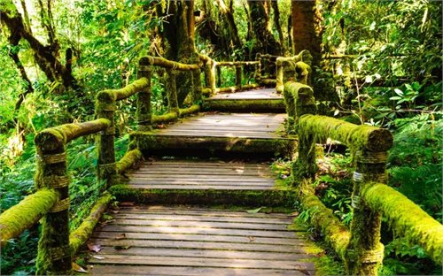Bild av Fototapet Stairs in Jungle - en nonwoven fototapet till marknads bästa pris!