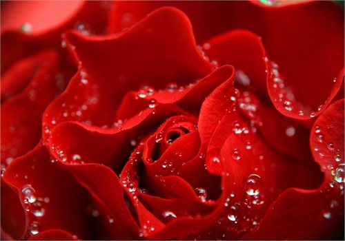 Bild av Nonwoven Fototapet Fototapet Rose - en kvalitetstapet till marknads bästa pris!
