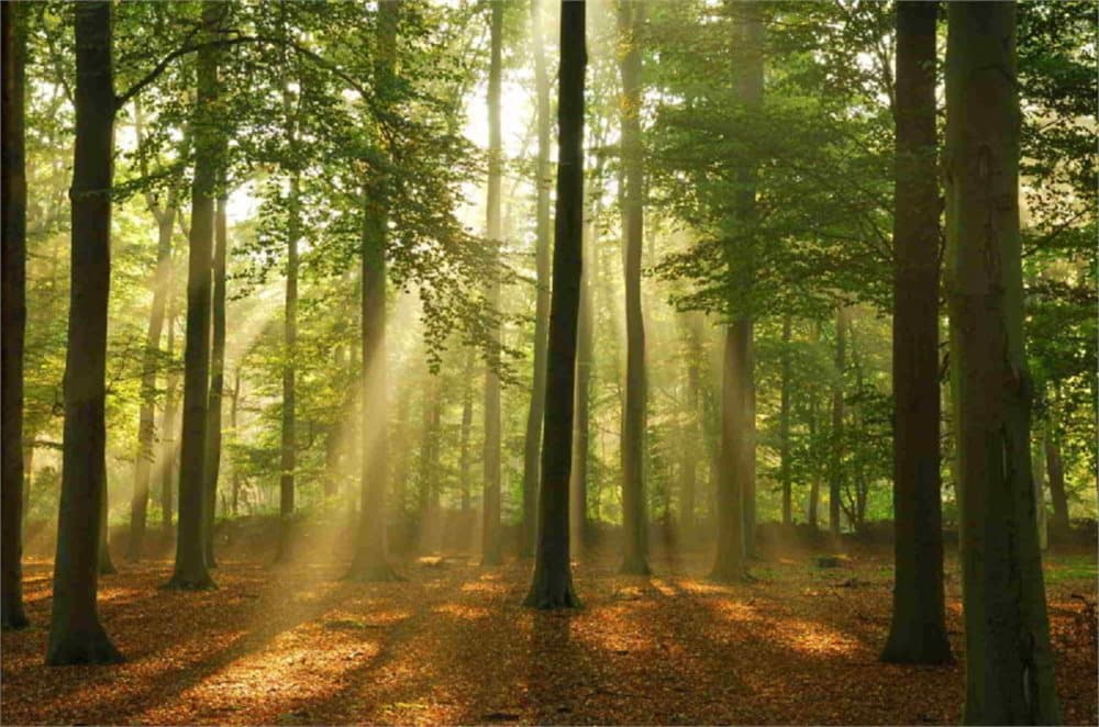 Fototapet Forest in the Morning